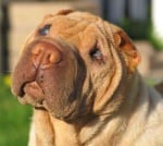 Трудно ли се гледа сляпо куче