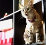 Учудена котка