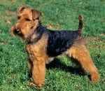 Уелски териер