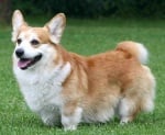 Уелско Корги Пембрук