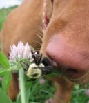 Ухапване от пчели, оси, стършели и мравки при кучето