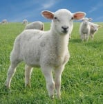 Уролитиаза при агнетата