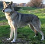 Вълче куче на Саарлоос