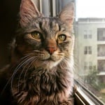 Възрастна котка