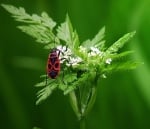 Великденче