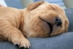 Видове сън при кучето
