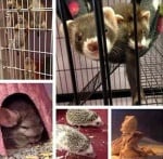 Малки бозайници, влечуги, птици