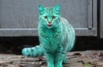 Влязохме в новините по цял свят заради синьо-зелена бездомна котка от Варна