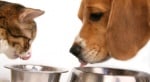 Вредна ли е кучешката храна за котките