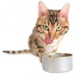 Храни, които са вредни за котката