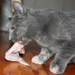 Вредни ли са костите за котката