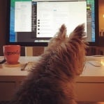 Йоркширски териер пред компютър