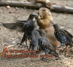 Братска дялба