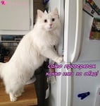 "Не е това, което си мислиш!"