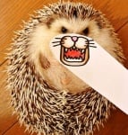 Забавни снимки на домашния любимец-7