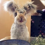 Заек с уши като ангелски криле