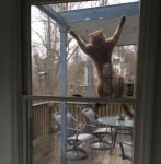 Закачена на прозореца котка