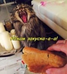 Кой иска закуска?
