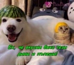 Запознайте се с Динчо и Пъпешана!