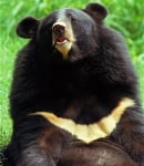 Защо хималайските мечки се наричат "лунни мечки"?