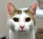 Защо котката ме гледа настойчиво?