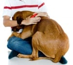 Защо кучетата се страхуват от гръмотевици