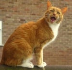 Защо мяукат котките