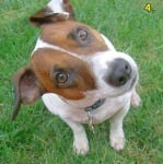 Завъртане на главата