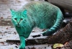 Зелена котка