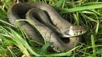 Змии нападнаха Пловдив