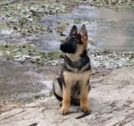 Най - умното куче на света - Айра немската овчарка