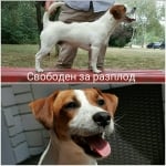 Джак Ръсел Териер БРФК FCI Jack Russell Terrier