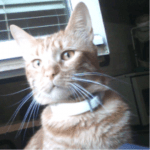 Moiata snejinka Mika na 3 meseca(samoedcheto) i nai-goliamata mi lubov Sara(krystoska s karakachanka i cherna nemska ovcharka).Goliama umnica !