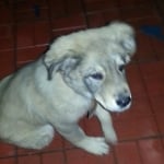 Моето любимо куче